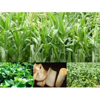 Máy Băm Xơ Dừa B300-Plus 